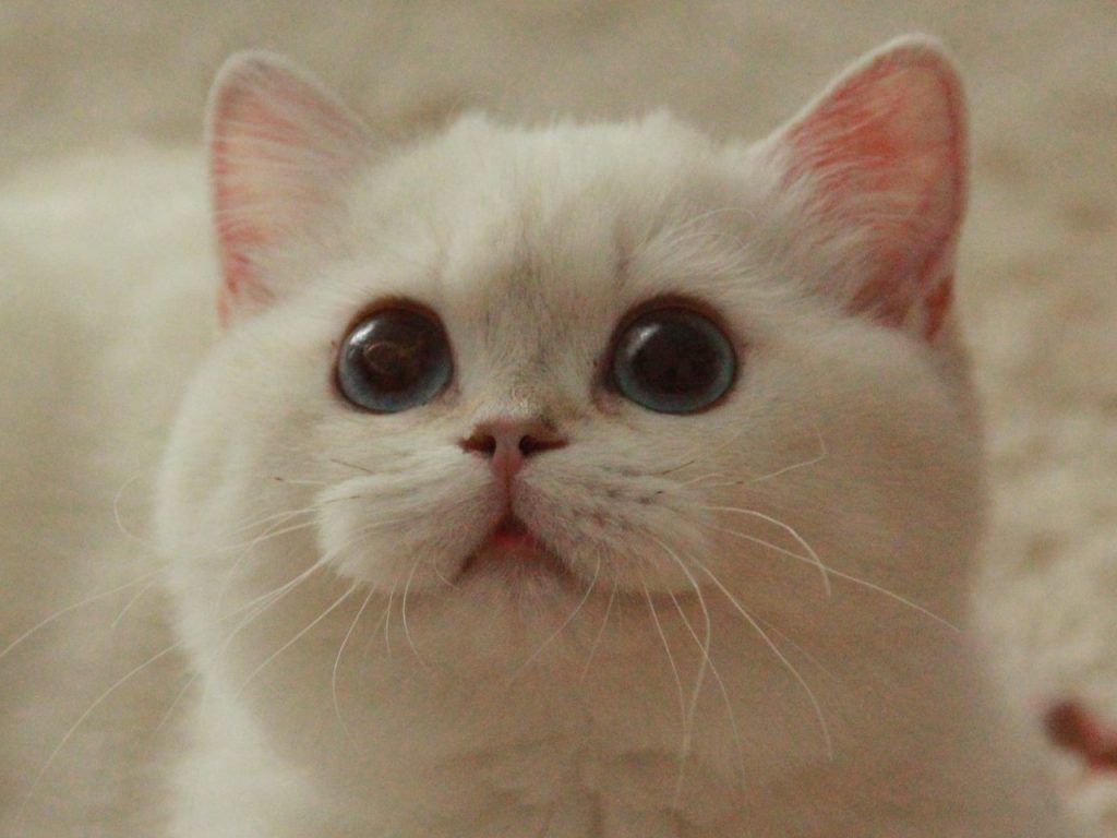 Luna - Golden Point Shaded British Shorthair - British Shorthair for sale & British Longhair Kittens for sale