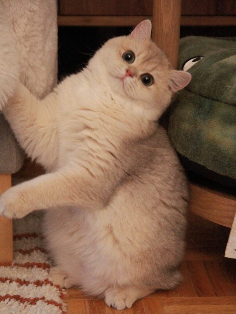 blue golden british shorthair creamy is hiding british blue cat for sale creamy is standing in a funny way