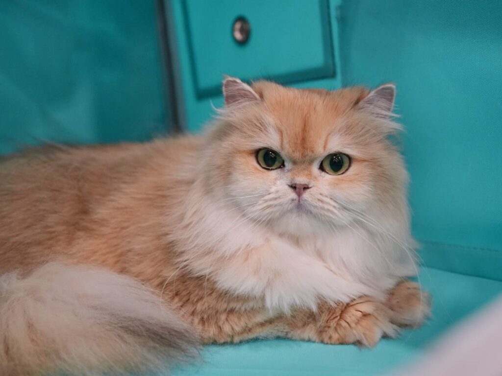 Golden Shaded British Longhair - Ethel - British Shorthair for sale & British Longhair Kittens for sale