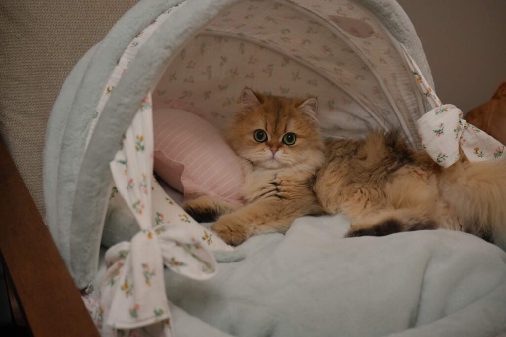 Golden Shaded British Longhair - Edith - British Shorthair for sale & British Longhair Kittens for sale