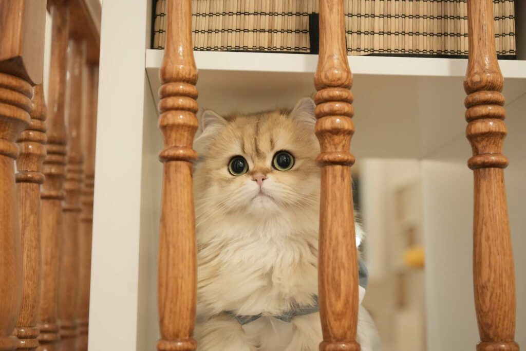 Golden Shaded British Longhair - Edith - British Shorthair for sale & British Longhair Kittens for sale