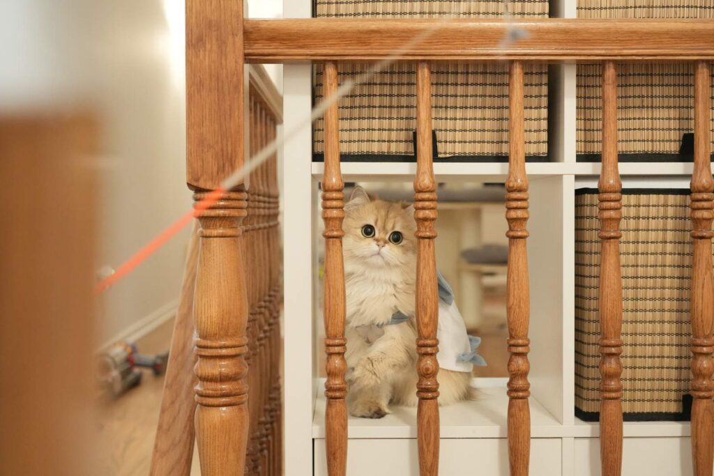 Golden Shaded British Longhair - Edith - British Shorthair for sale & British Longhair Kittens for sale