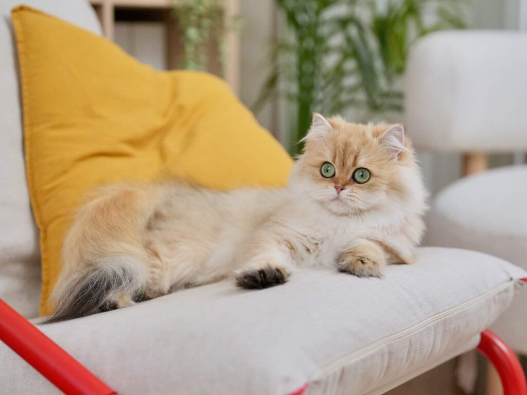Golden Shaded British Longhair - Edith - British Shorthair for sale & British Longhair Kittens for sale