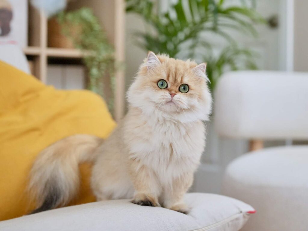 Golden Shaded British Longhair - Edith - British Shorthair for sale & British Longhair Kittens for sale