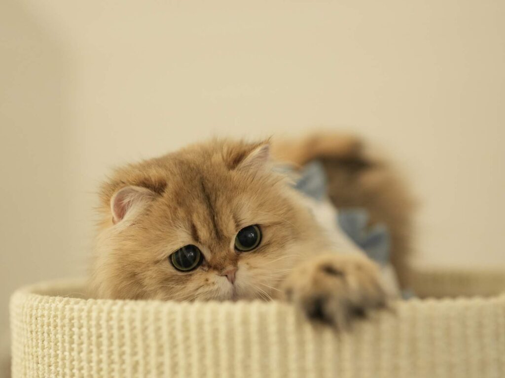 Golden Shaded British Longhair - Edith - British Shorthair for sale & British Longhair Kittens for sale