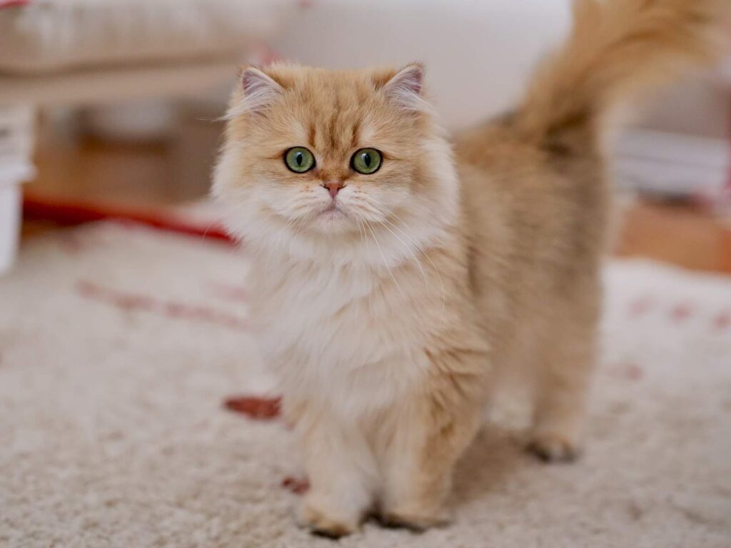 Golden Shaded British Longhair - Edith - British Shorthair for sale & British Longhair Kittens for sale