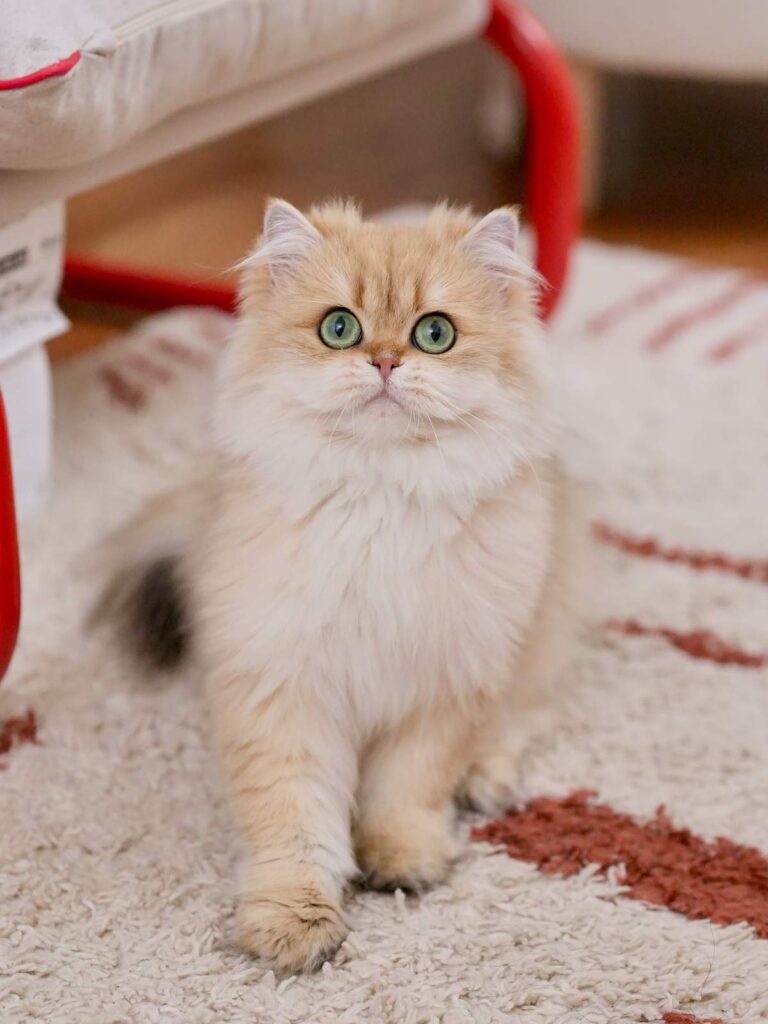 Golden Shaded British Longhair - Edith - British Shorthair for sale & British Longhair Kittens for sale