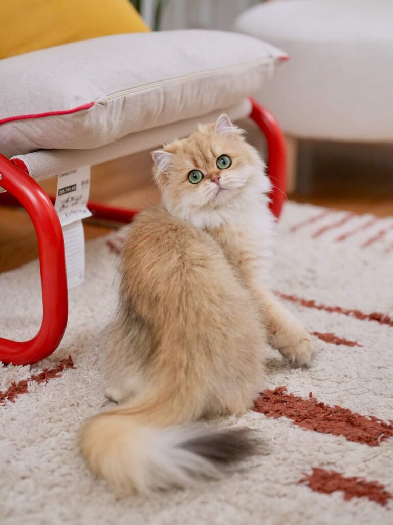 Contact Us - British Shorthair for sale & British Longhair Kittens for sale