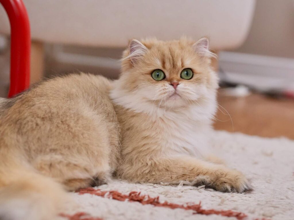 Golden Shaded British Longhair - Edith - British Shorthair for sale & British Longhair Kittens for sale