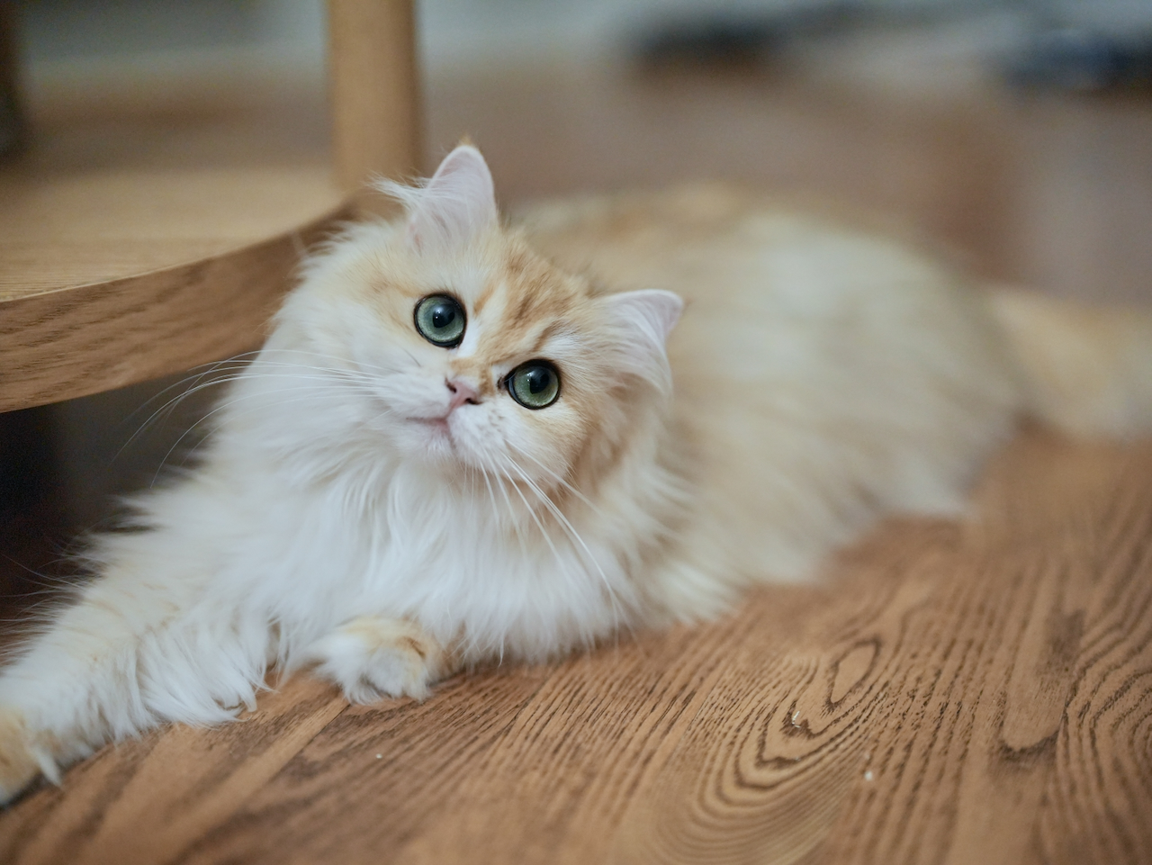 Recent Photos of Edith, Violet, Gwen, Sugar and Robert - British Shorthair for sale & British Longhair Kittens for sale