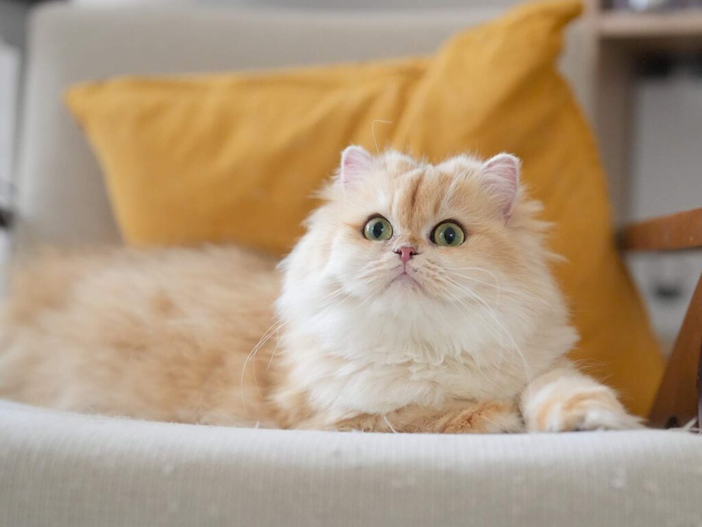 Golden Shaded British Longhair - Ethel - British Shorthair for sale & British Longhair Kittens for sale