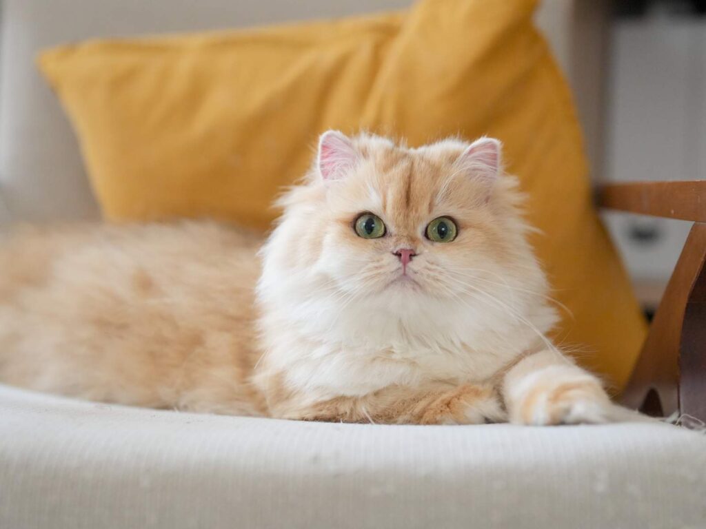 Golden Shaded British Longhair - Ethel - British Shorthair for sale & British Longhair Kittens for sale