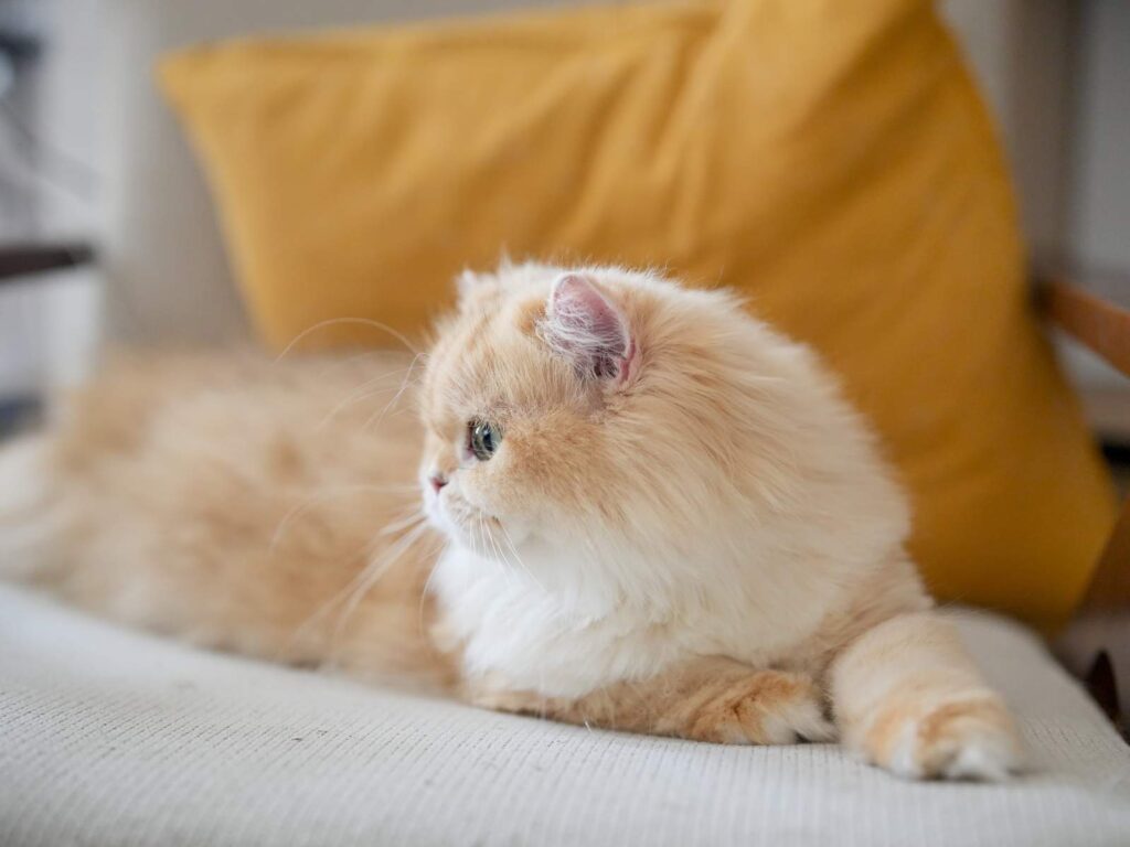 Golden Shaded British Longhair - Ethel - British Shorthair for sale & British Longhair Kittens for sale