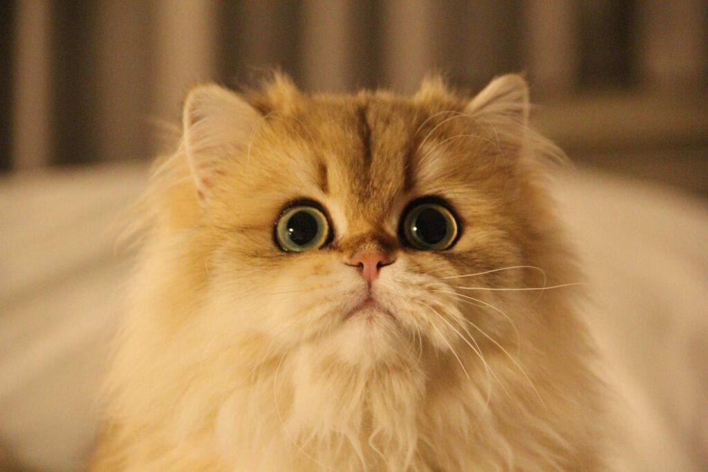 Golden Shaded British Longhair - Edith - British Shorthair for sale & British Longhair Kittens for sale