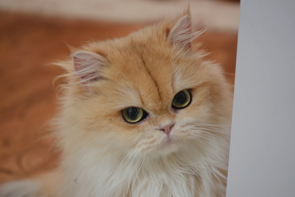Golden British Longhair
