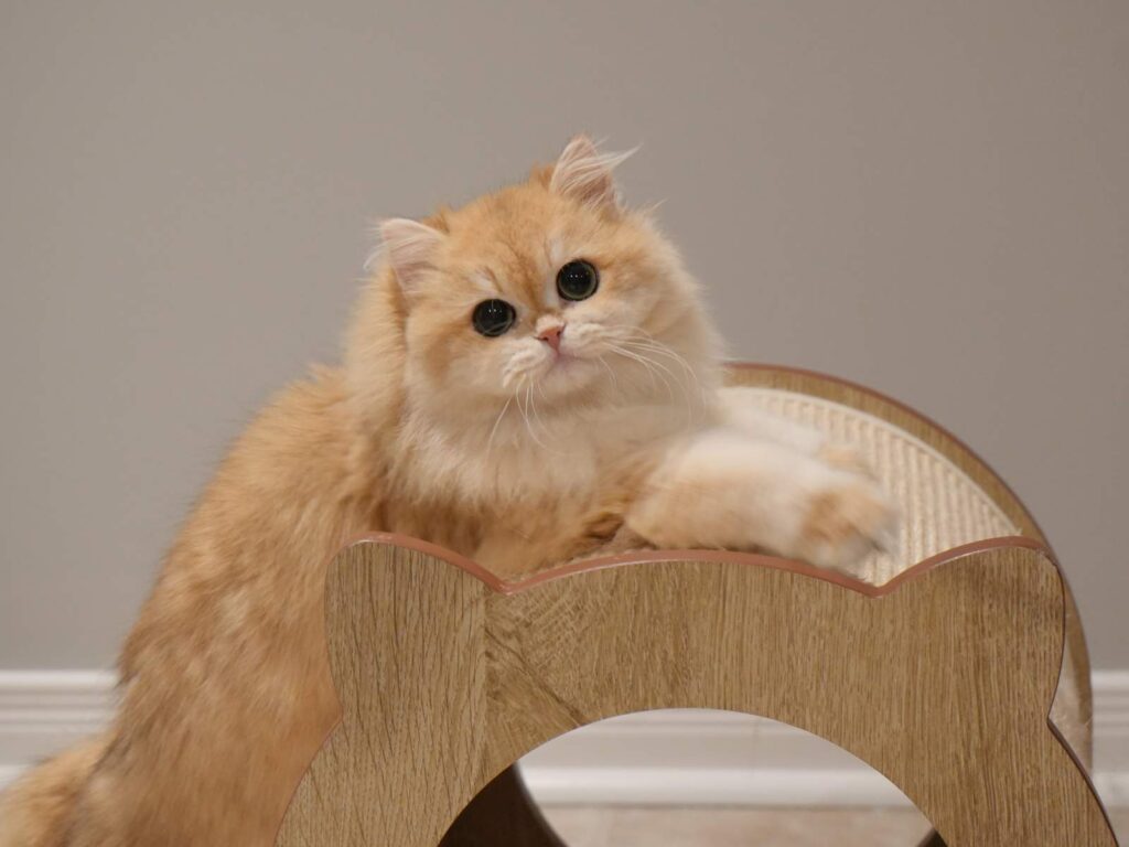 Violet - Golden Shaded British Longhair - British Shorthair for sale & British Longhair Kittens for sale