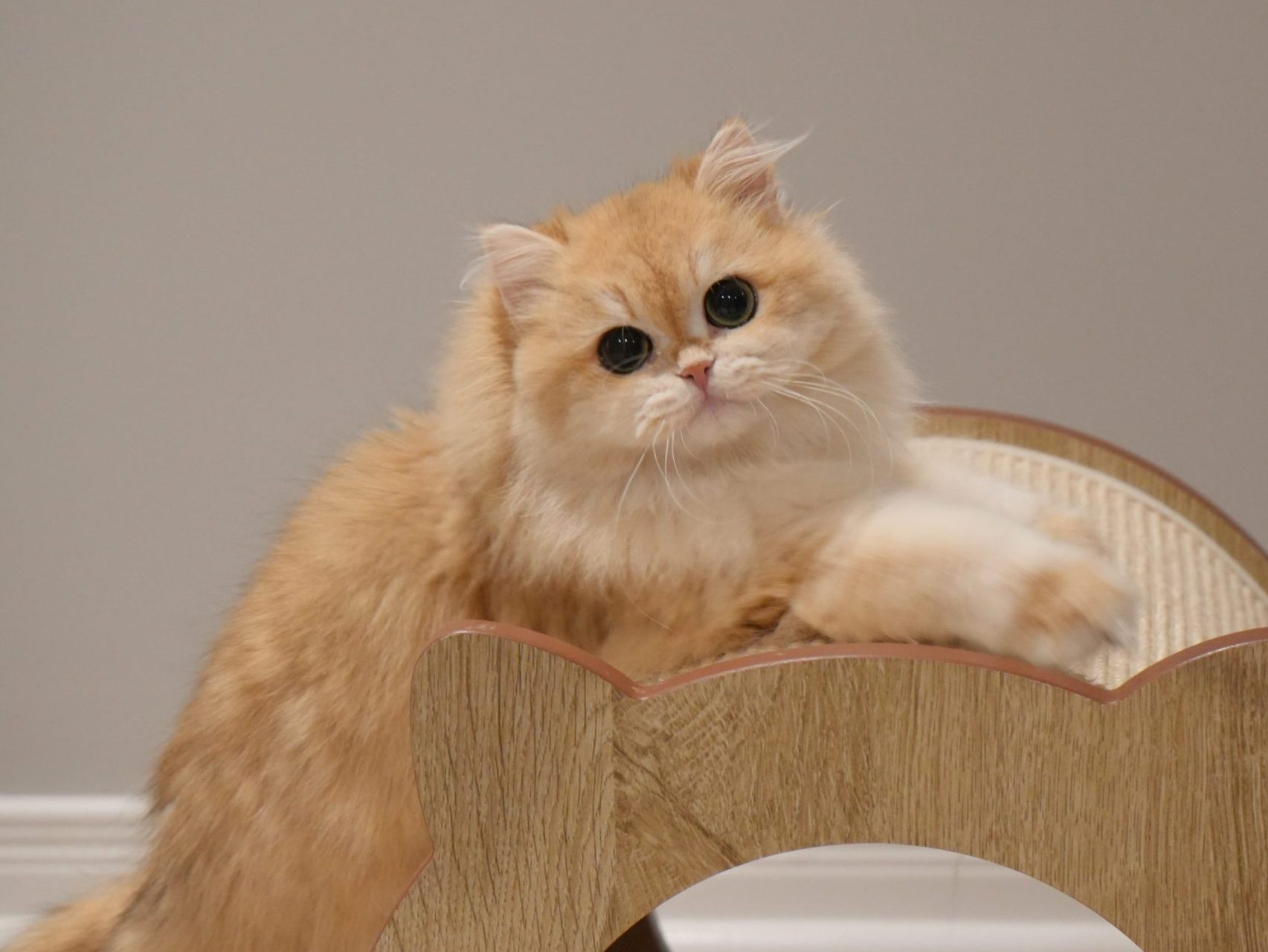 british shorthair breeders ontario