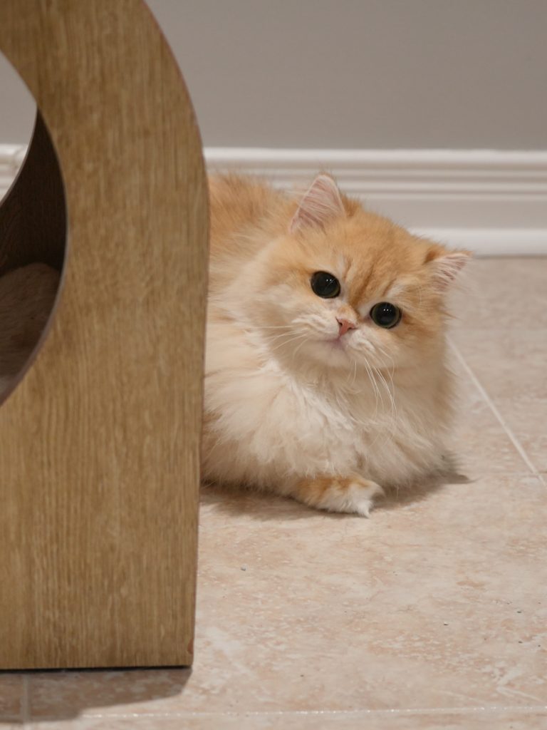 Violet - Golden Shaded British Longhair - British Shorthair for sale & British Longhair Kittens for sale