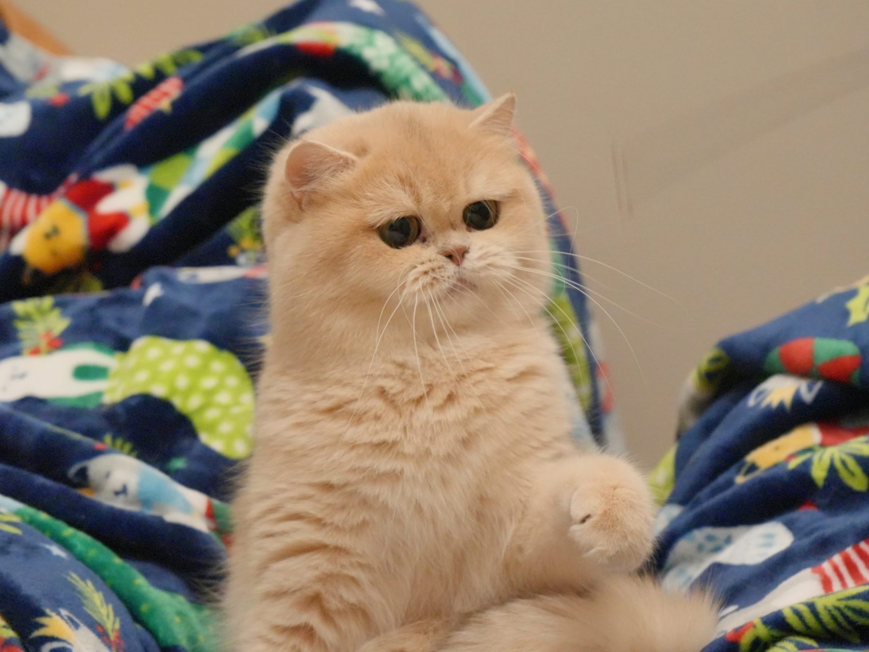 blue golden british shorthair