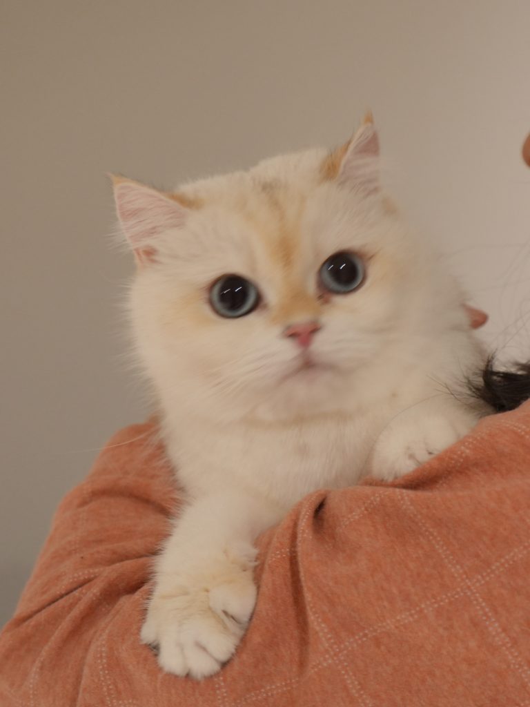 Golden Point Shaded British Shorthair - Anna - British Shorthair for sale & British Longhair Kittens for sale