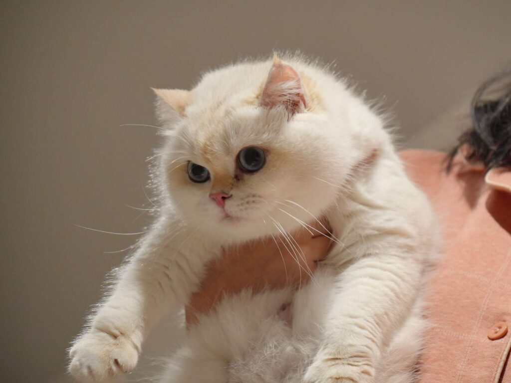 british shorthair breeder is holding a golden shaded point Anna in her hand