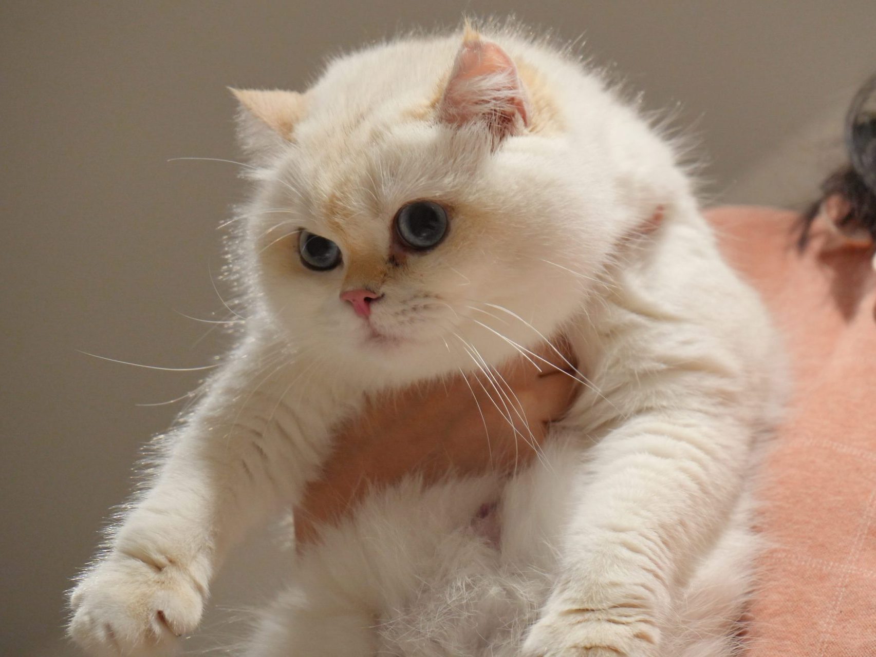 british shorthair breeder