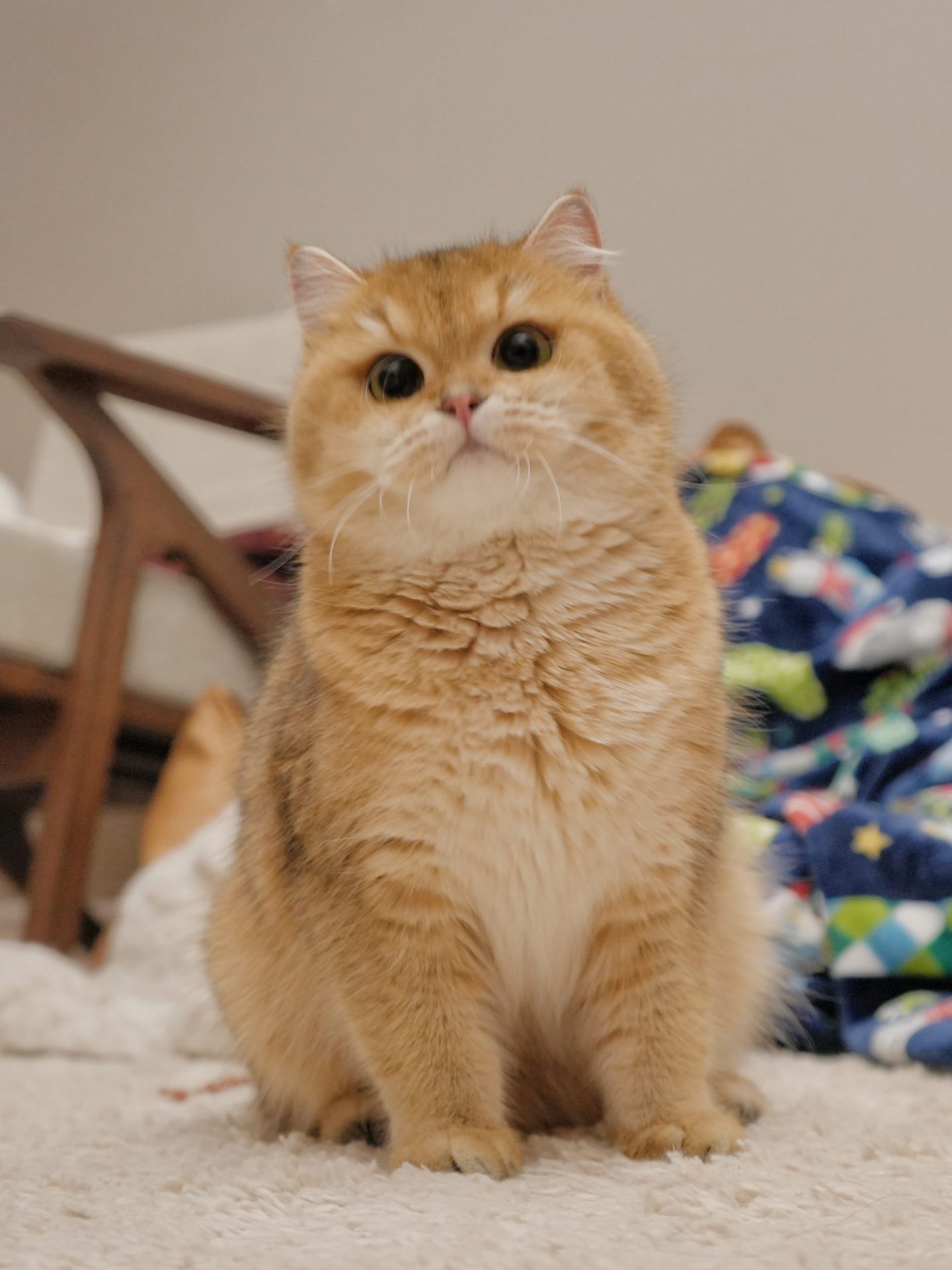 british shorthair kittens for sale