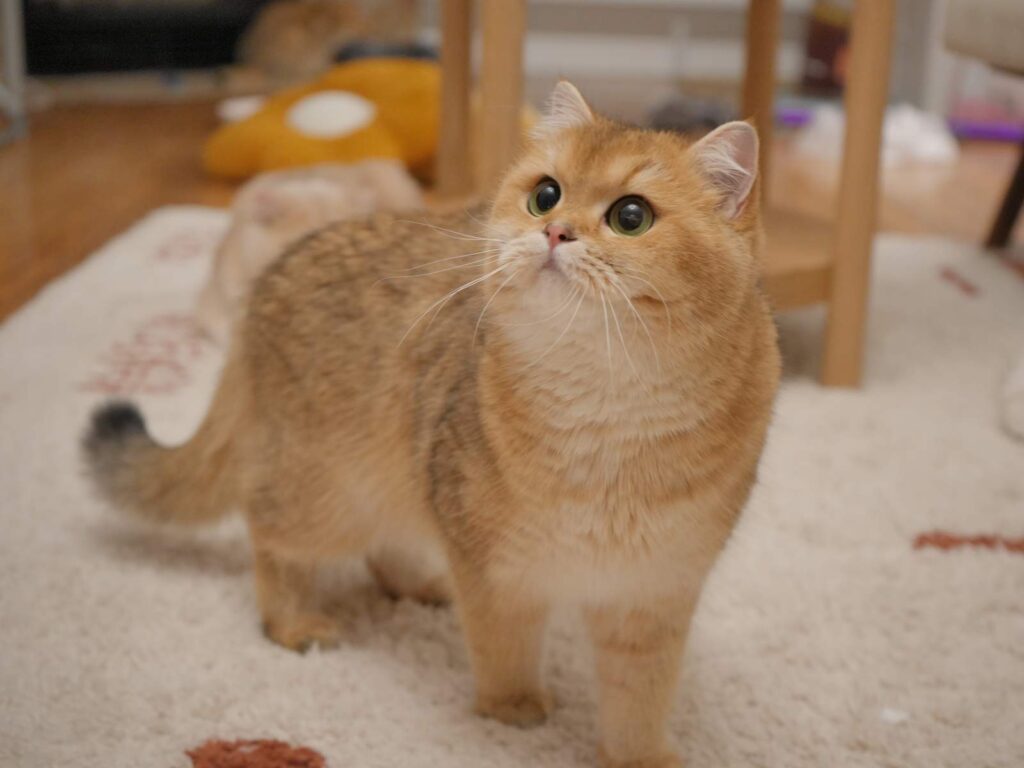 Golden Shaded British Shorthair - Mimi - British Shorthair for sale & British Longhair Kittens for sale