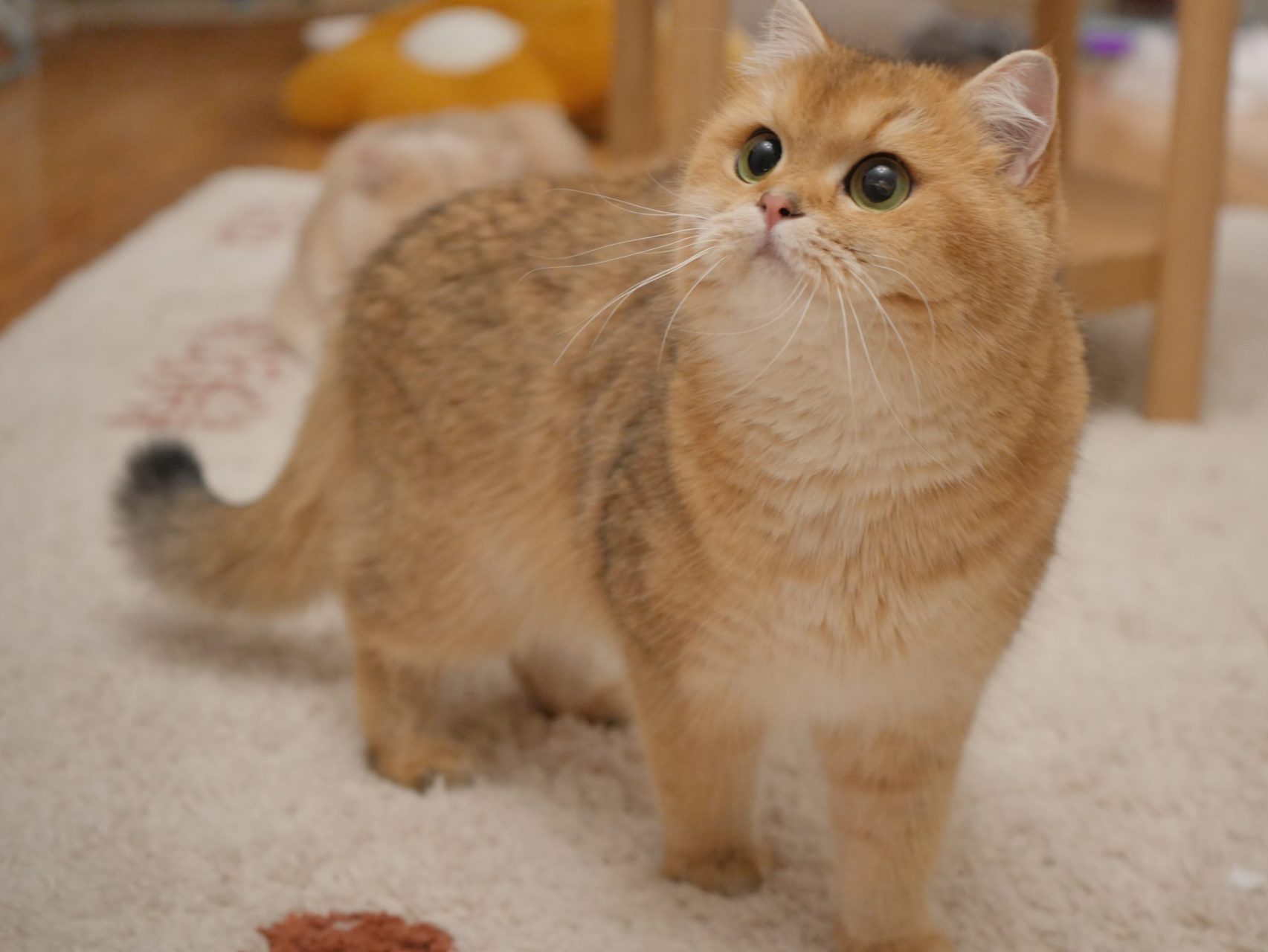 Golden British Shorthair 
