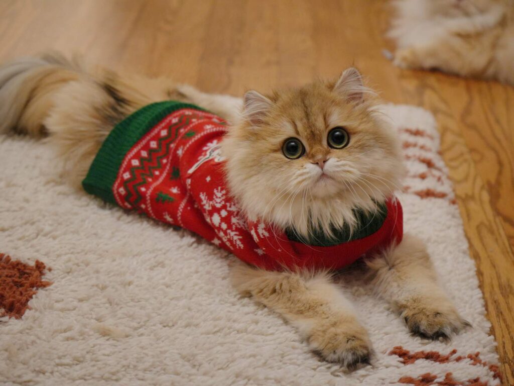 Waiting List - British Shorthair for sale & British Longhair Kittens for sale