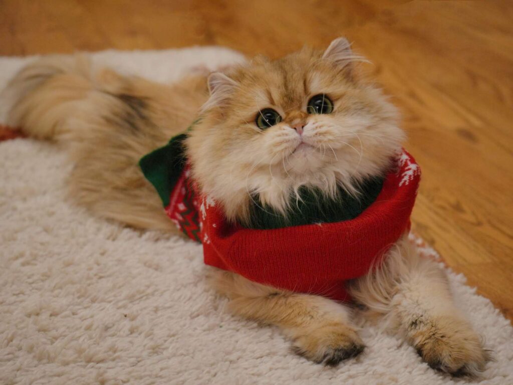 Golden Shaded British Longhair - Edith - British Shorthair for sale & British Longhair Kittens for sale