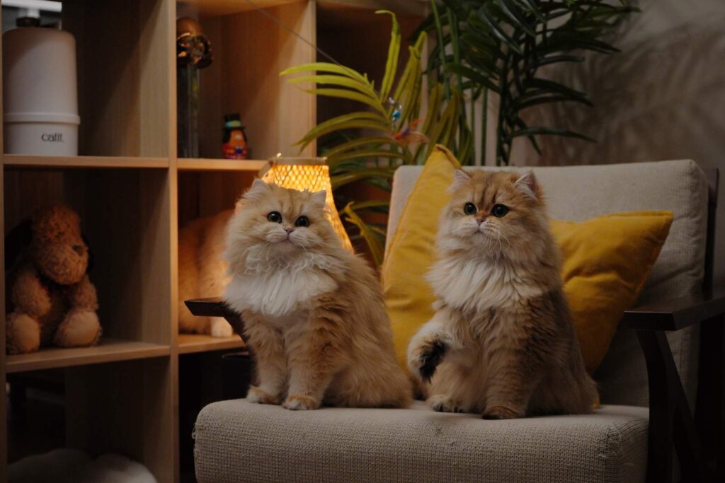 Golden Shaded British Longhair - Edith - British Shorthair for sale & British Longhair Kittens for sale