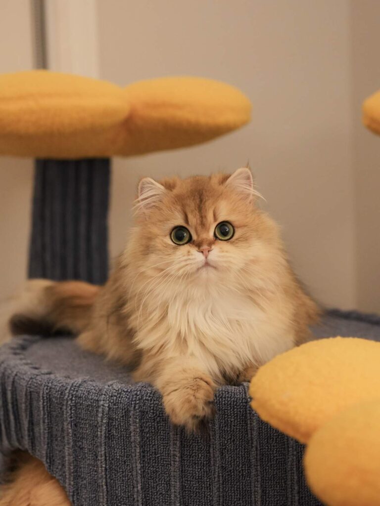Contact Us - British Shorthair for sale & British Longhair Kittens for sale