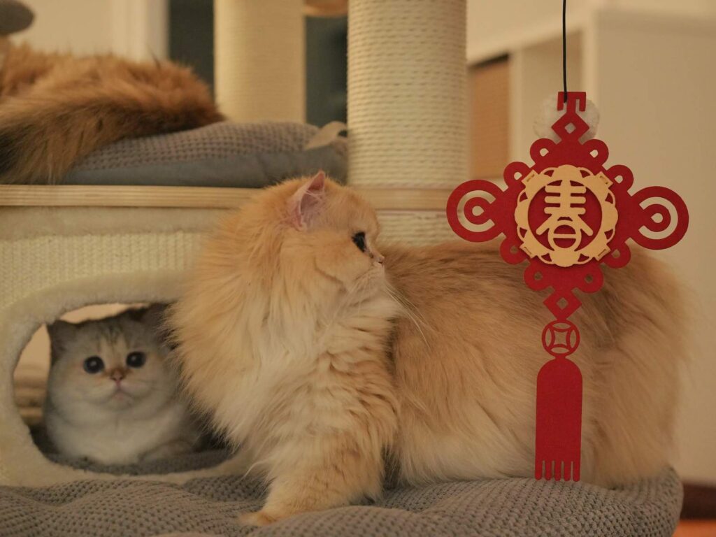Golden Shaded British Longhair - Ethel - British Shorthair for sale & British Longhair Kittens for sale