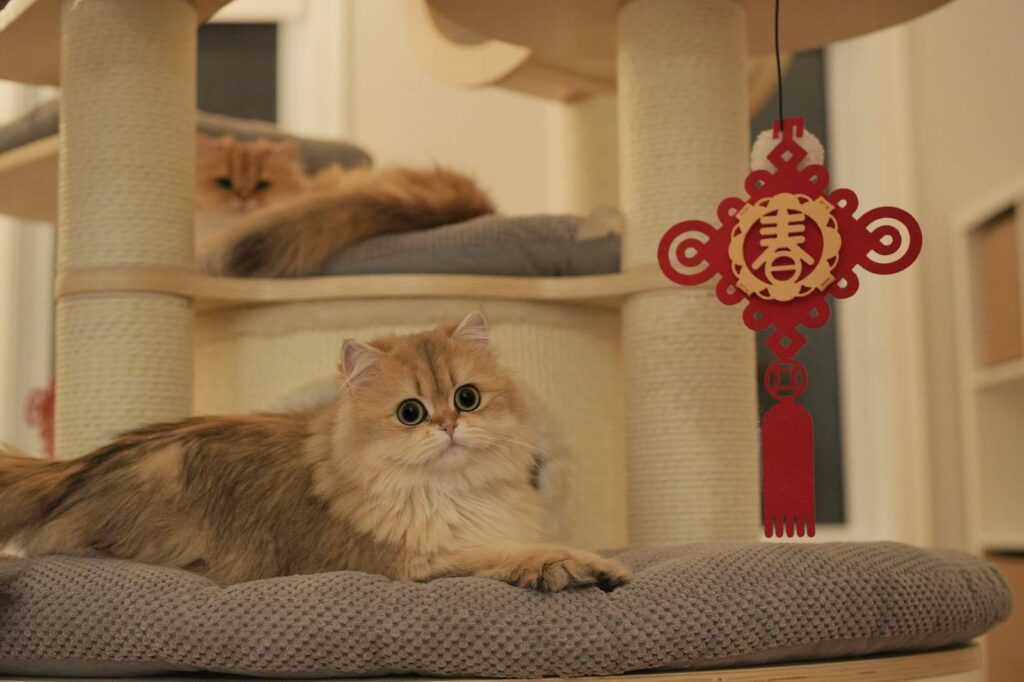 Golden Shaded British Longhair - Edith - British Shorthair for sale & British Longhair Kittens for sale