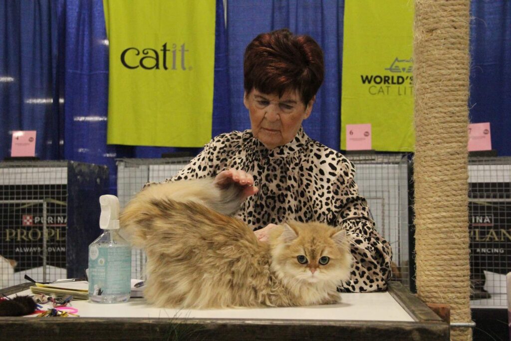 Great Performance of Our Beautiful British Shorthair in Cat Show - British Shorthair for sale & British Longhair Kittens for sale