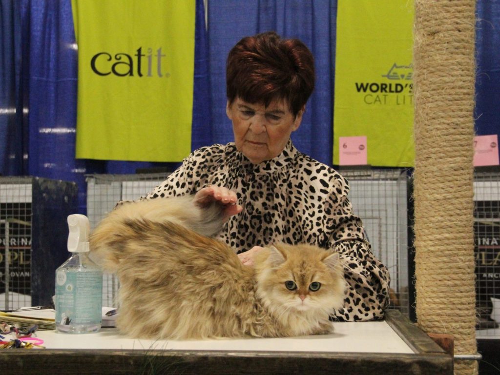 Great Performance of Our Beautiful British Shorthair in Cat Show - British Shorthair for sale & British Longhair Kittens for sale