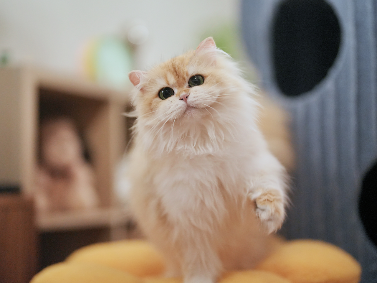 Recent Photos of Edith, Violet, Gwen, Sugar and Robert - British Shorthair for sale & British Longhair Kittens for sale