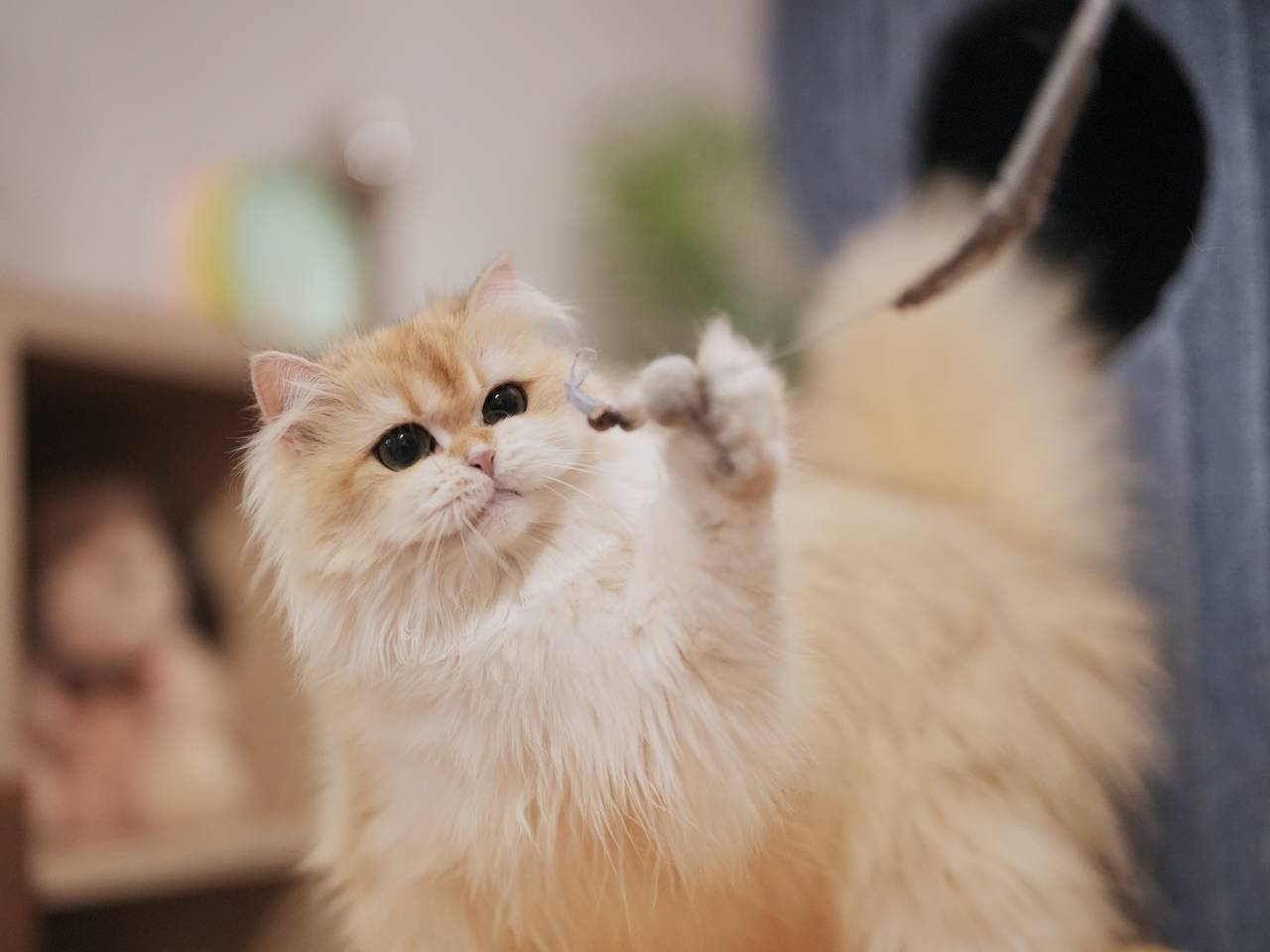 Recent Photos of Edith, Violet, Gwen, Sugar and Robert - British Shorthair for sale & British Longhair Kittens for sale