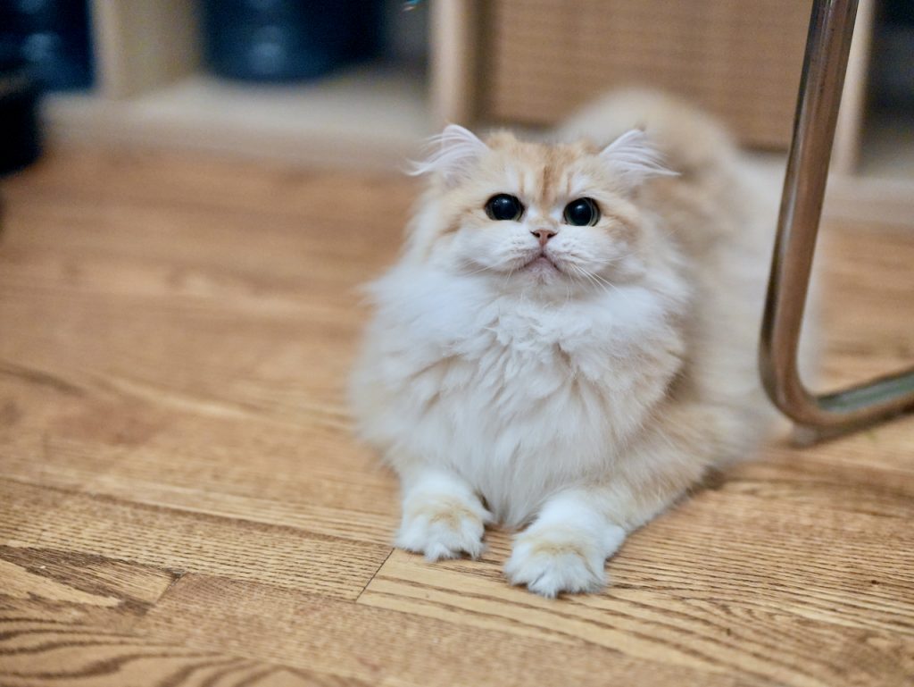 Violet - Golden Shaded British Longhair - British Shorthair for sale & British Longhair Kittens for sale