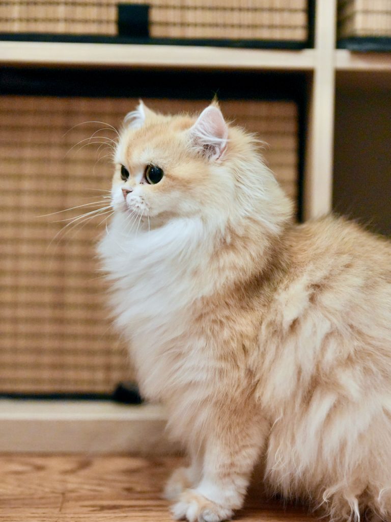 Violet - Golden Shaded British Longhair - British Shorthair for sale & British Longhair Kittens for sale