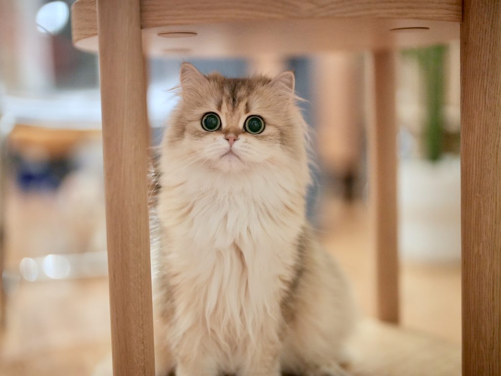 Golden British Longhair
