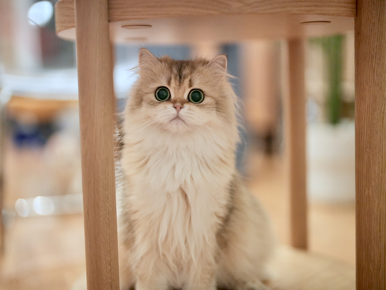 Recent Photos of Edith, Violet, Gwen, Sugar and Robert - British Shorthair for sale & British Longhair Kittens for sale