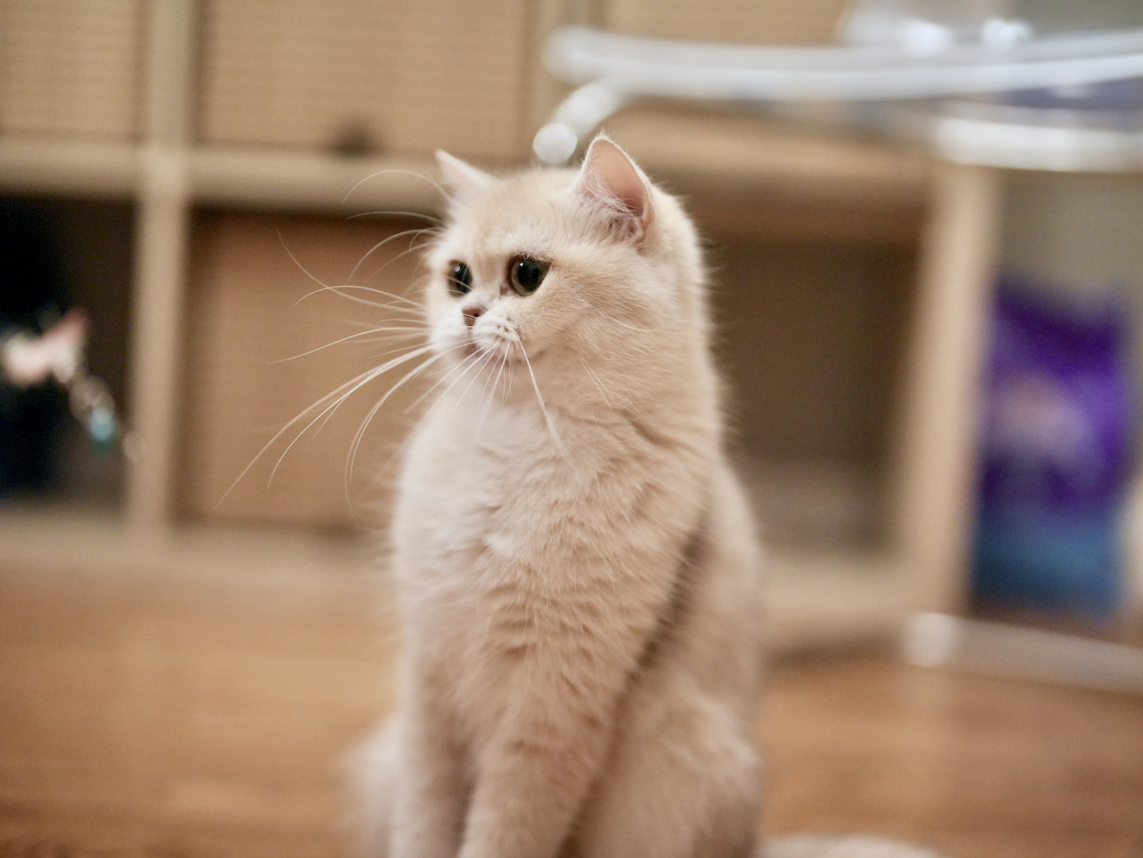 Recent Photos of Edith, Violet, Gwen, Sugar and Robert - British Shorthair for sale & British Longhair Kittens for sale