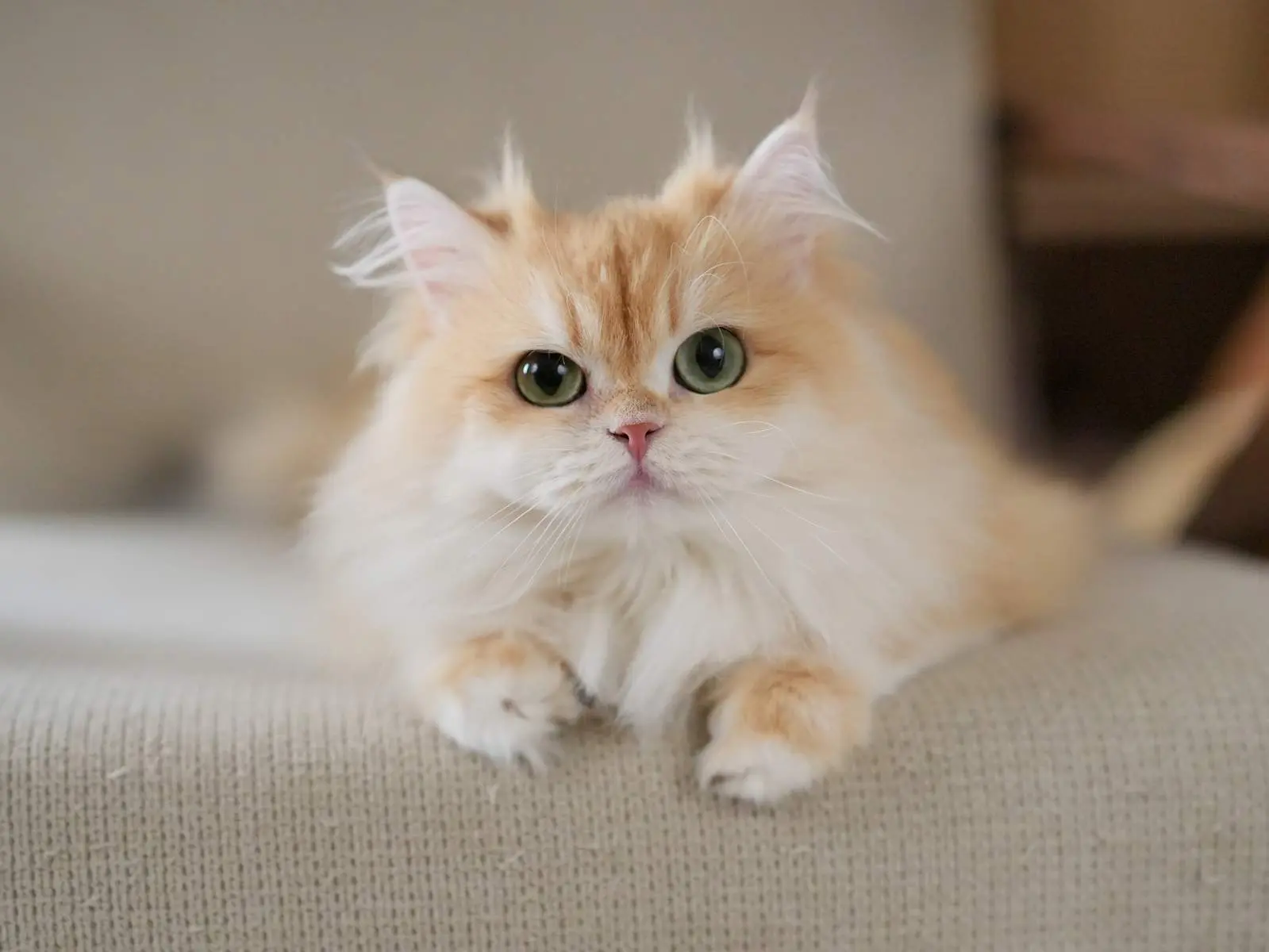 Violet, golden shaded British Longhair queen