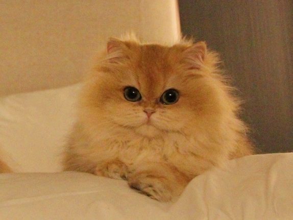 Gwen's Photos - British Shorthair for sale & British Longhair Kittens for sale