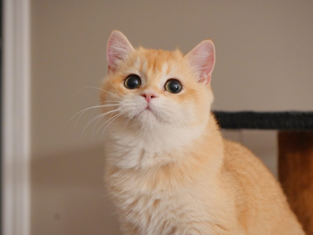Golden British Shorthair: The Stunning Elegance of Eggroll - British Shorthair for sale & British Longhair Kittens for sale