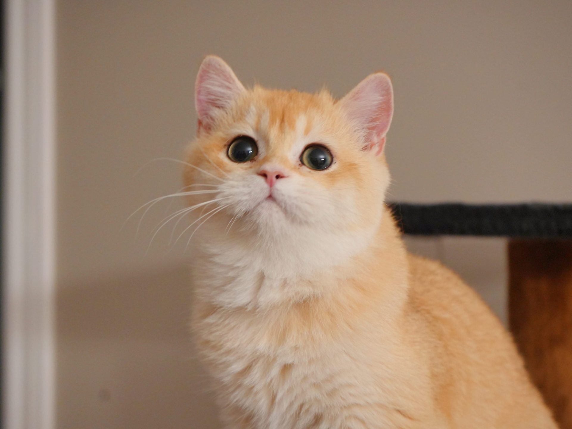 golden british shorthair