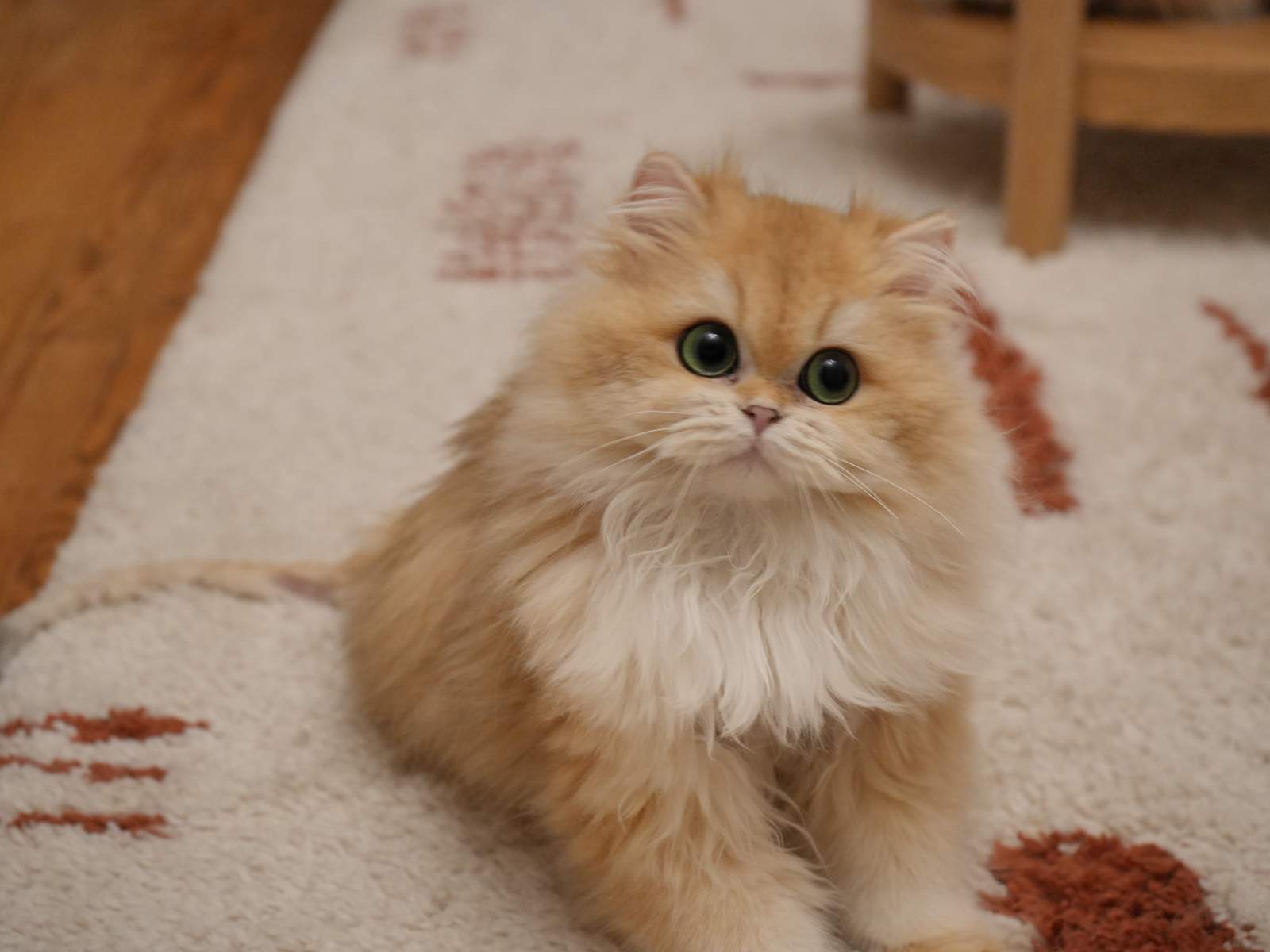 Gwen - Golden Shaded British Longhair - British Shorthair for sale & British Longhair Kittens for sale