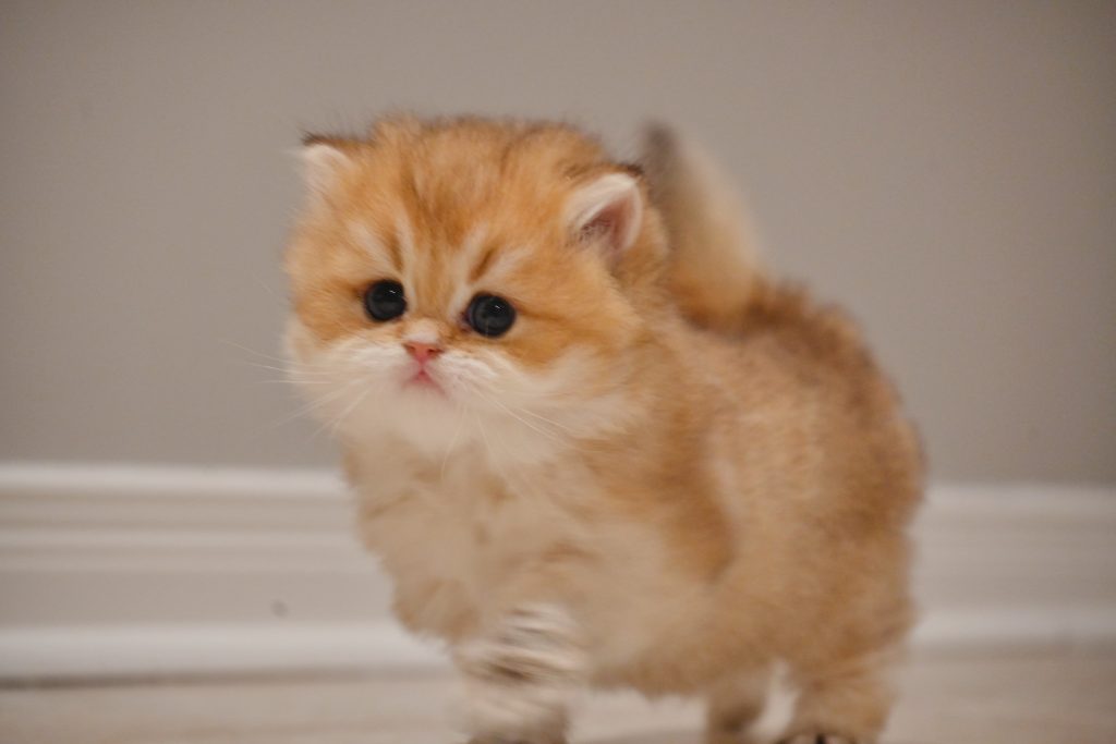 Born Litters - British Shorthair for sale & British Longhair Kittens for sale
